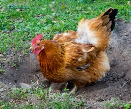 La durée de vie d&rsquo;une poule