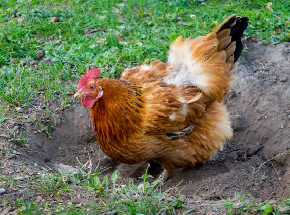 La durée de vie d&rsquo;une poule