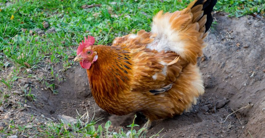 La durée de vie d&rsquo;une poule