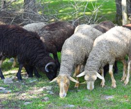 Mouton d&rsquo;Ouessant : taille, caractère, prix et conditions d&rsquo;élevage