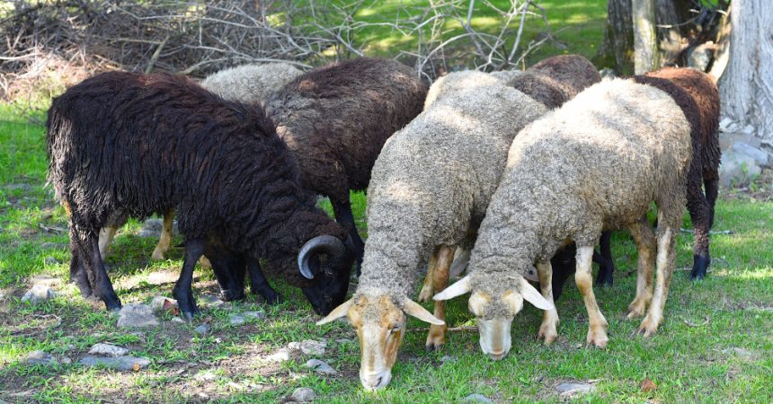 Mouton d&rsquo;Ouessant : taille, caractère, prix et conditions d&rsquo;élevage