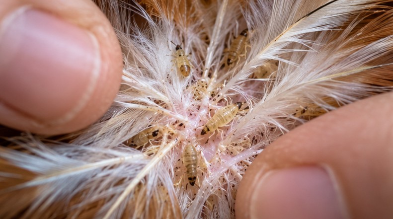 Poux gris  dans le plumage
