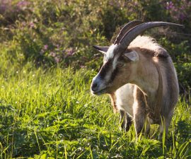 Bouc alpin : rôle en élevage, caractère et précautions