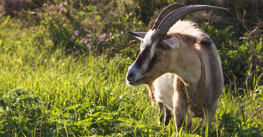 Bouc alpin : rôle en élevage, caractère et précautions