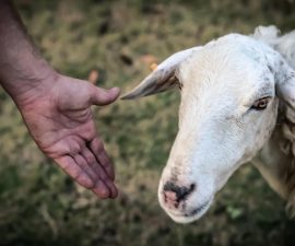 Comment attraper un mouton