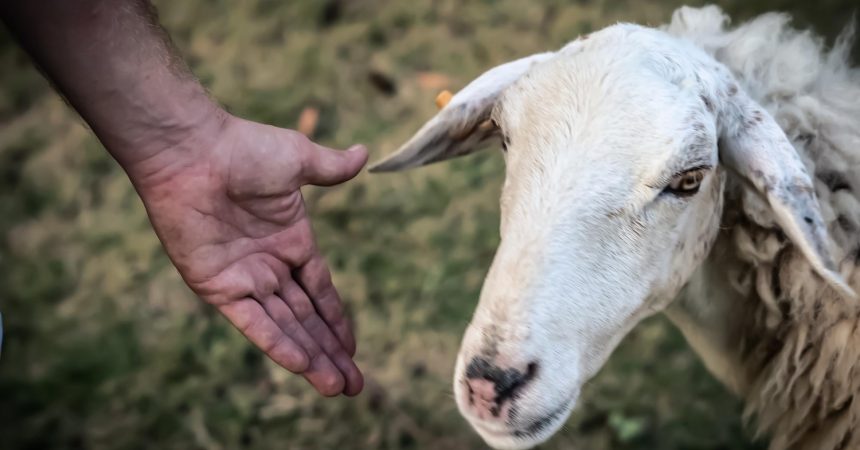 Comment attraper un mouton