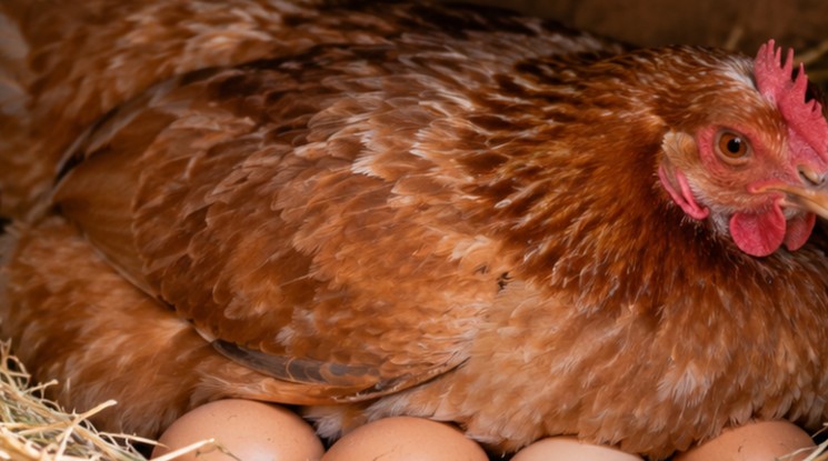 poule en couvaison